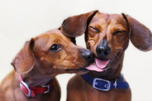 Потік собаки: коли він запускається, скільки це симптоми Потік собаки: коли він запускається, скільки це симптоми